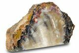 Free Standing Petrified Wood (Araucarioxylon) - Arizona #371655-1